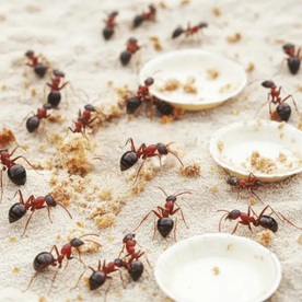 Feed Ants (Chinti Seva)