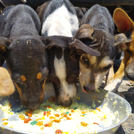 Feed Dogs (Shvan Seva)