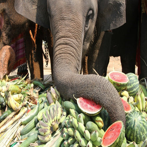 Feed an Elephant (Gaja Seva)