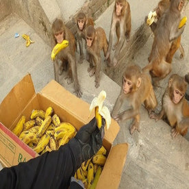 Feed Monkeys (Vaanar Seva)