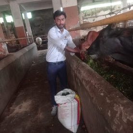 Feed a Cow (Gau Seva)