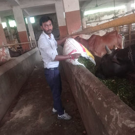 Feed a Cow (Gau Seva)