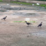 Feed Crows (Pitru Seva)