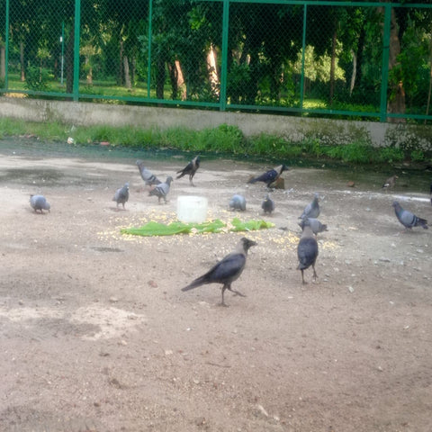 Feed Crows (Pitru Seva)