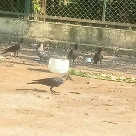 Feed Crows (Pitru Seva)