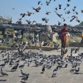 Pigeon Feeding-Symbol of Serenity