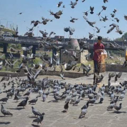 Pigeon Feeding-Symbol of Serenity