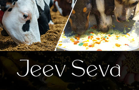 Animal Feeding, Cow Seva & Monkey Feeding as Per Scriptures