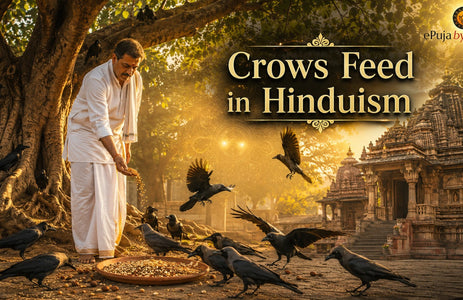 Crows Feed in Hinduism: Spiritual Significance and Benefits