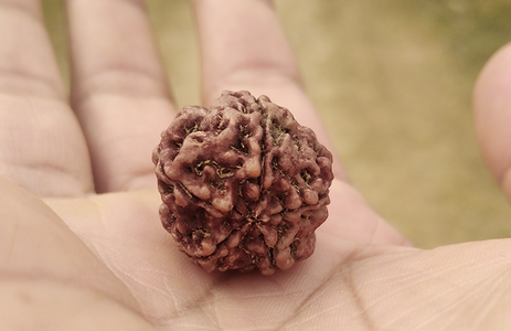 Benefits of Wearing Different Mukhi Rudraksha Beads