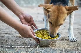 Best Days to Do Jeev Seva or Brahmin Bhoj According to Vedic Calendar