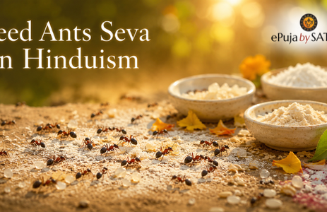 Feed Ants Seva in Hinduism: Spiritual Significance and Benefits