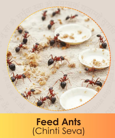 Feed Ants (Chinti Seva)
