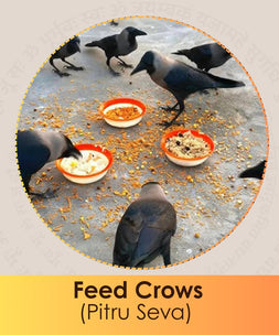 Feeding crows as part of Pitru Seva to honor ancestors, symbolizing gratitude, peace, and ancestral blessings. India’s Trusted Platform for Online Seva & Charity Services. Book - ePujabySATVIK.com

