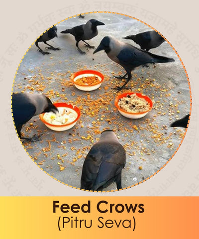 Feed Crows (Pitru Seva)