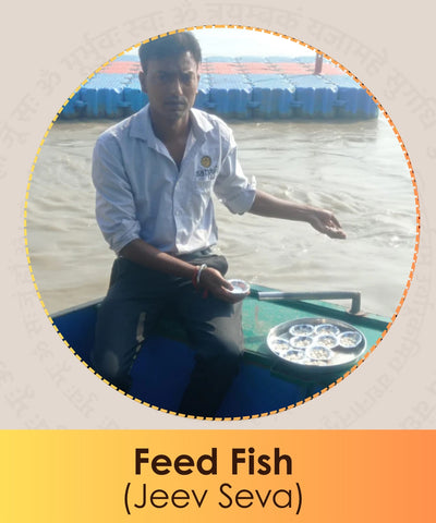 Feed Fish – Jeev Seva