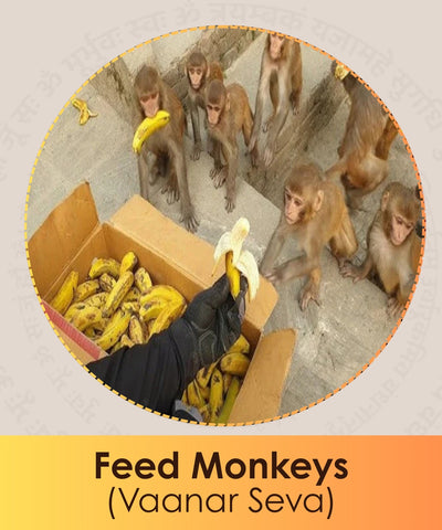 Feed Monkeys (Vaanar Seva)