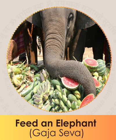 Feed an Elephant (Gaja Seva)