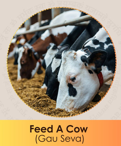 Feed a Cow (Gau Seva)