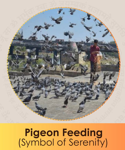 Pigeon Feeding-Symbol of Serenity
